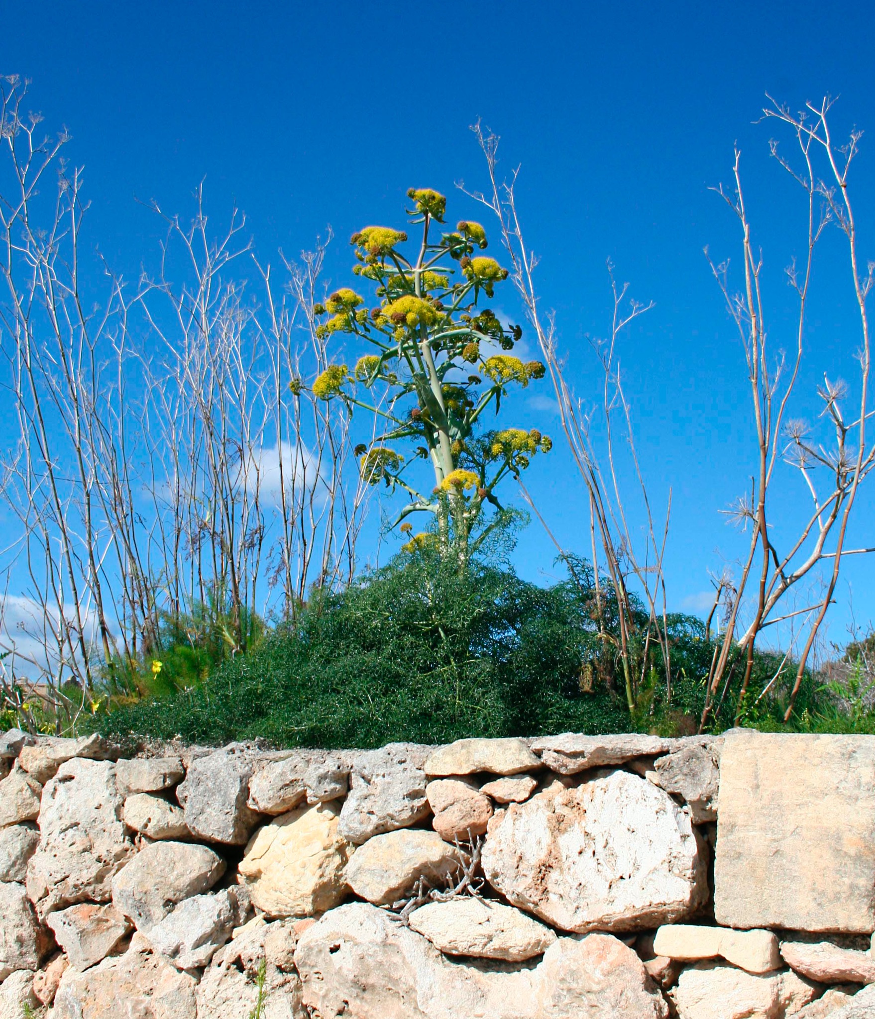 Malta Contrasts